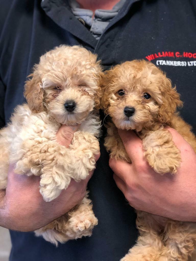 gumtree poodle puppies